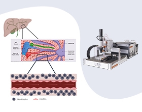 生物3D打印肝细胞：核壳结构与成纤维细胞共培养以增强功能