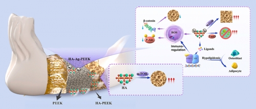 上海九院开发“成骨-抗菌”双功能PEEK植入体